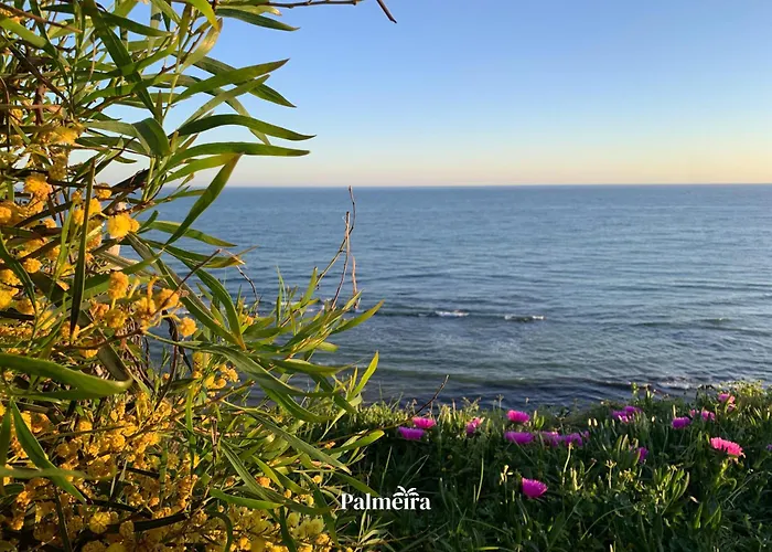 Palmeira *