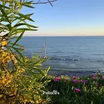 Palmeira *